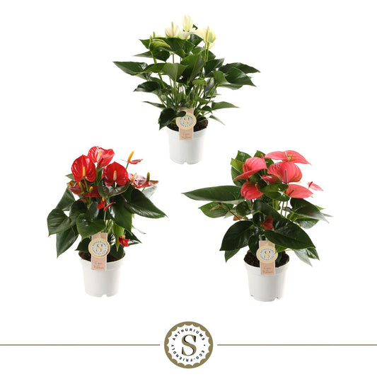 Anthurium St Gemengd 3kl