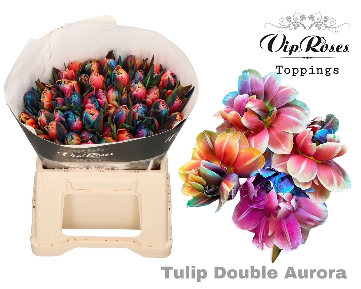 Tulip Du Double Aurora