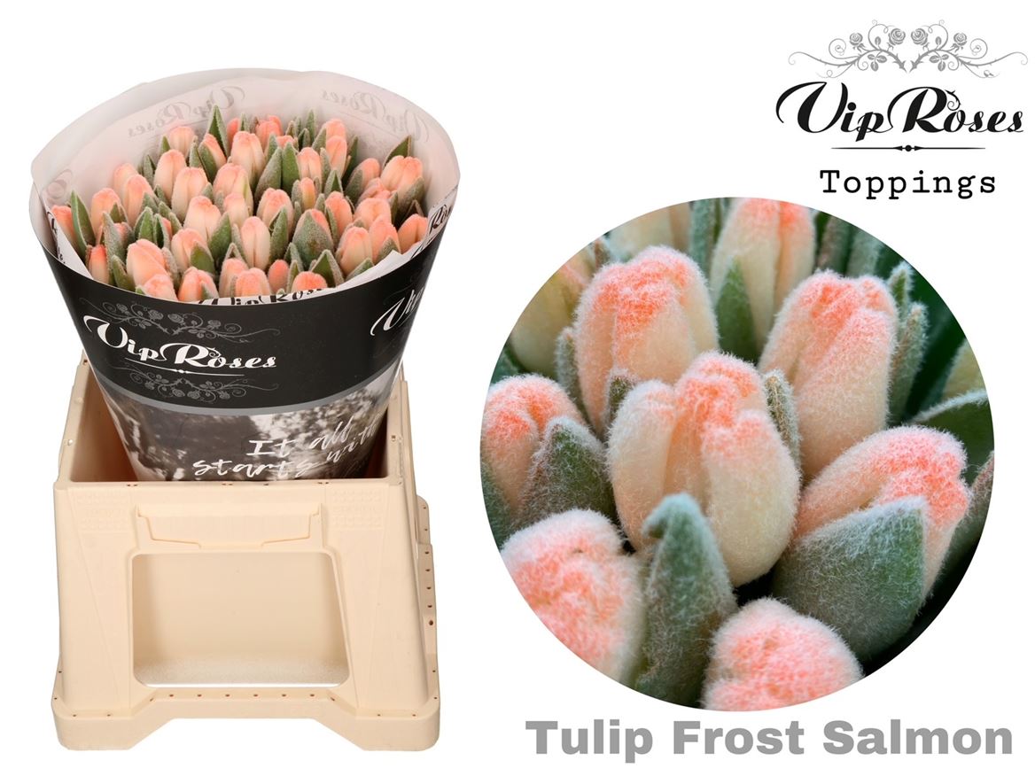 Tulip En A Frost Salmon