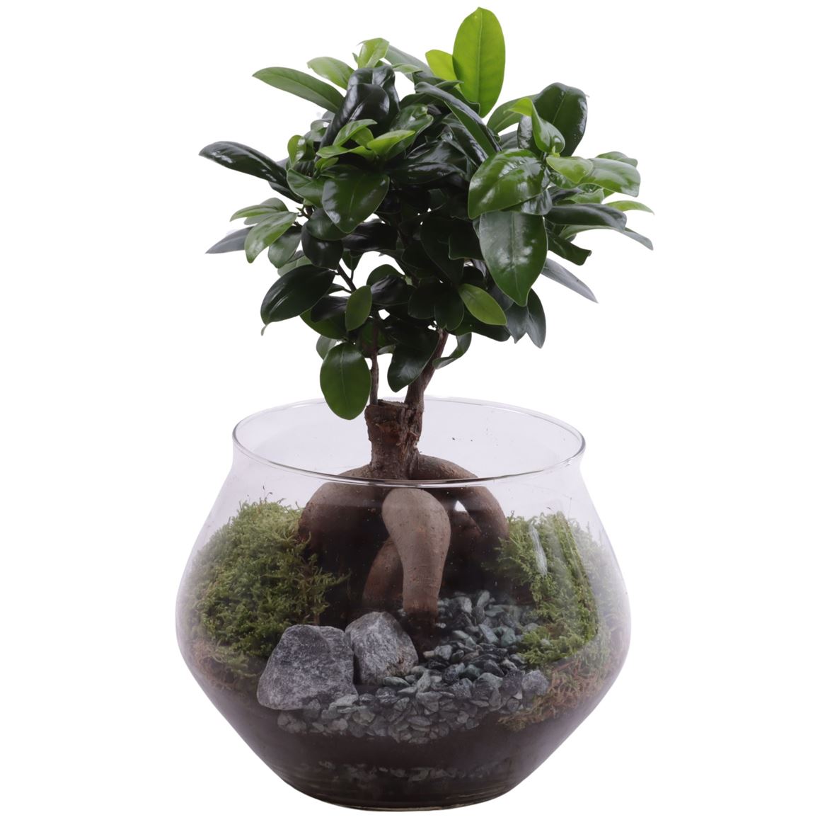 Ficus Mi Ginseng Glas Ufo