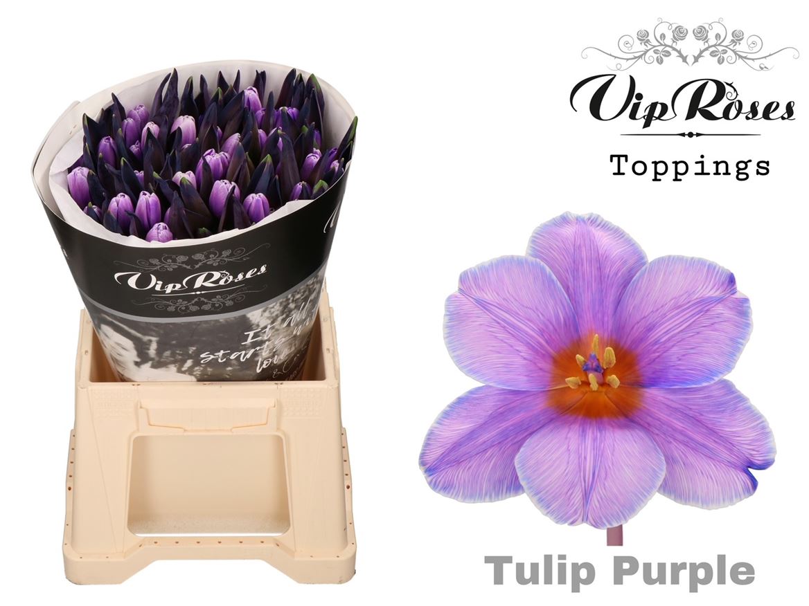 Tulip En A Purple