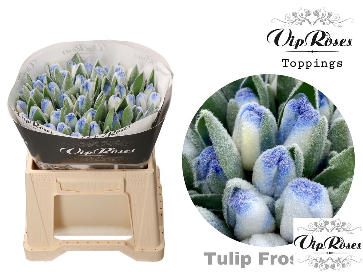 Tulip En A Frost Blue
