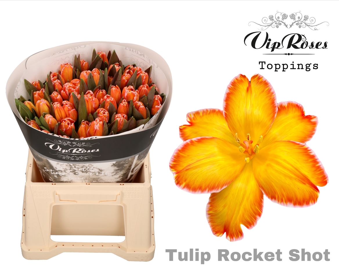 Tulip En A Rocketshot
