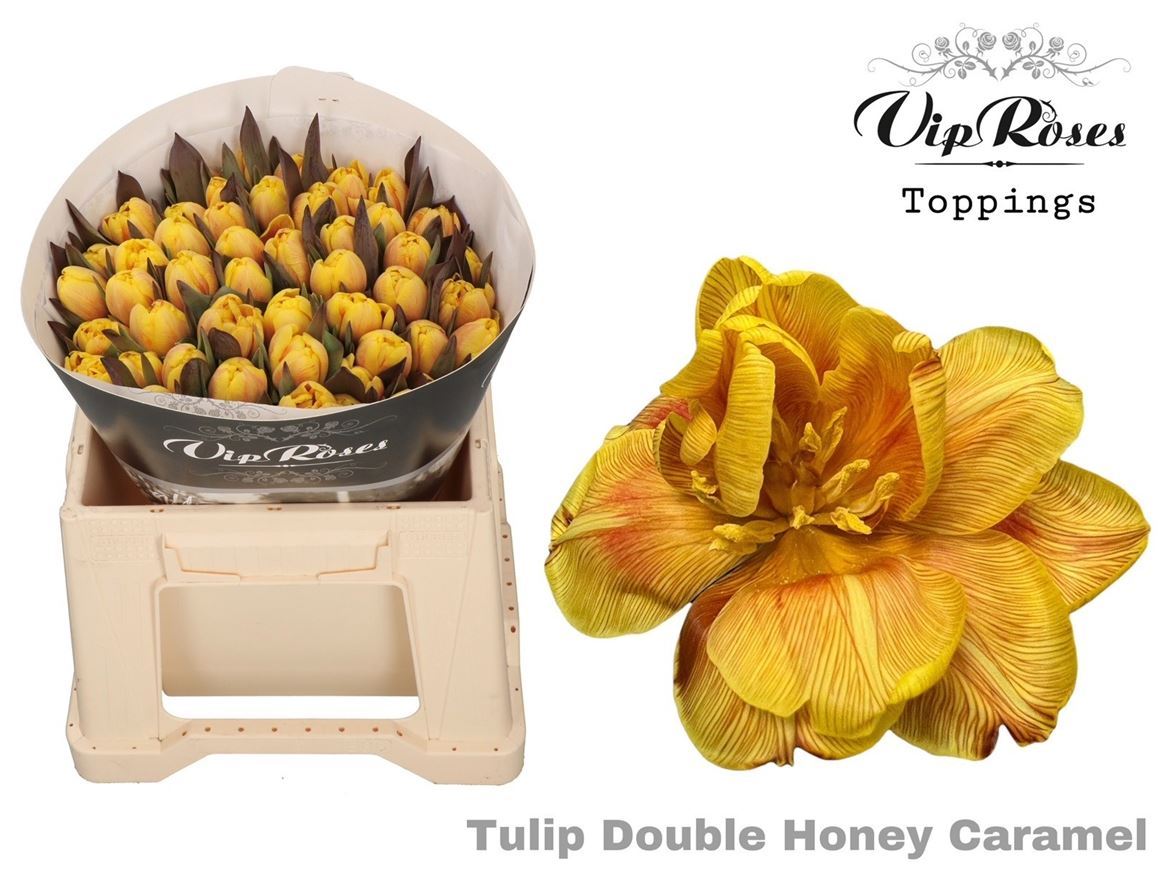Tulip Du Double Honey Caramel