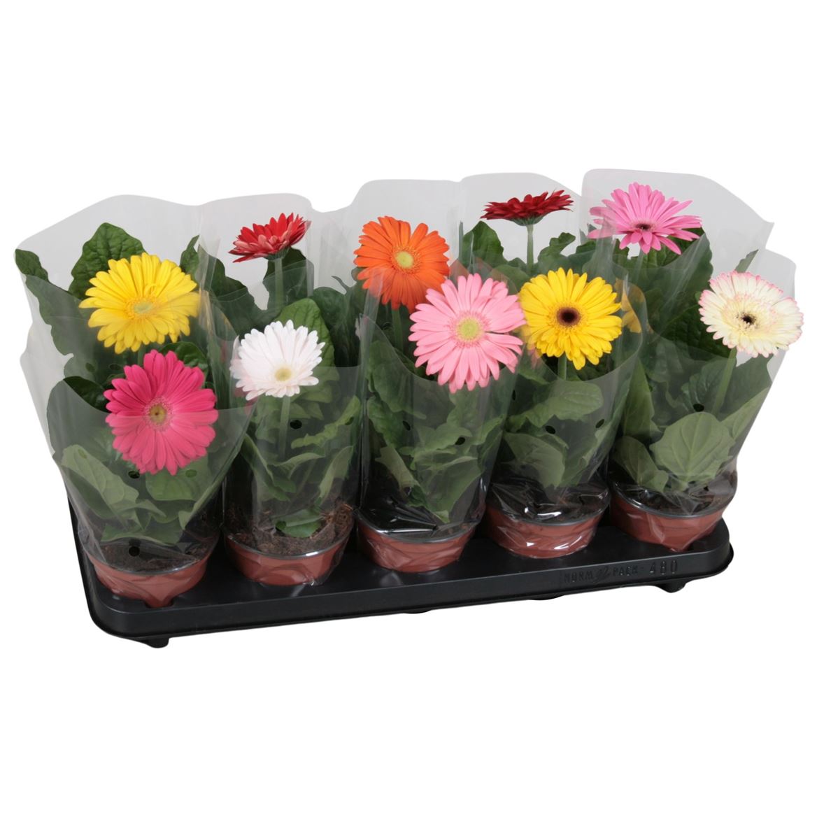 Gerbera Gemengd 1+