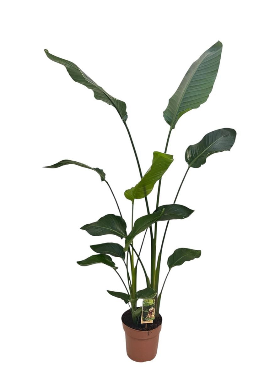 Strelitzia Nicolai 3pp