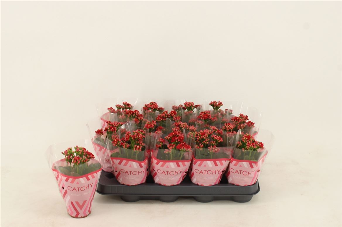 Kalanchoe Double Red
