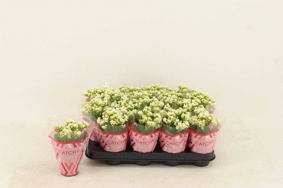 Kalanchoe Double White