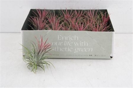 Arr3 Cp Tillandsia Ionantha Rood Large