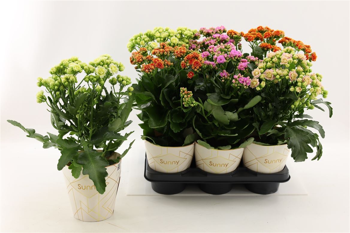 Kalanchoe Sunny Mi In Tray