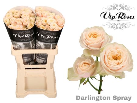 Rose Darlington (20 Stems)