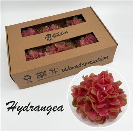 FeedSync:wholesale:d2f3ae933505bba5b7f35174e171b43d46b5c938