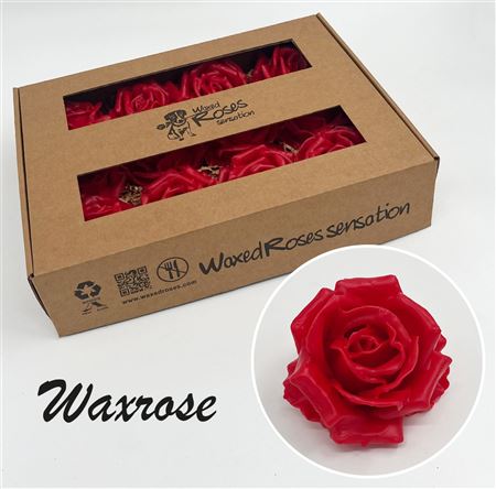 FeedSync:wholesale:50737347f81fdb624e28fc34b9947f8bc94e2261