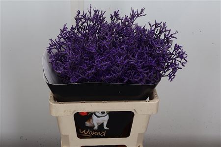 FeedSync:wholesale:1f8925dfaadab3e26799562fb723682f368501be