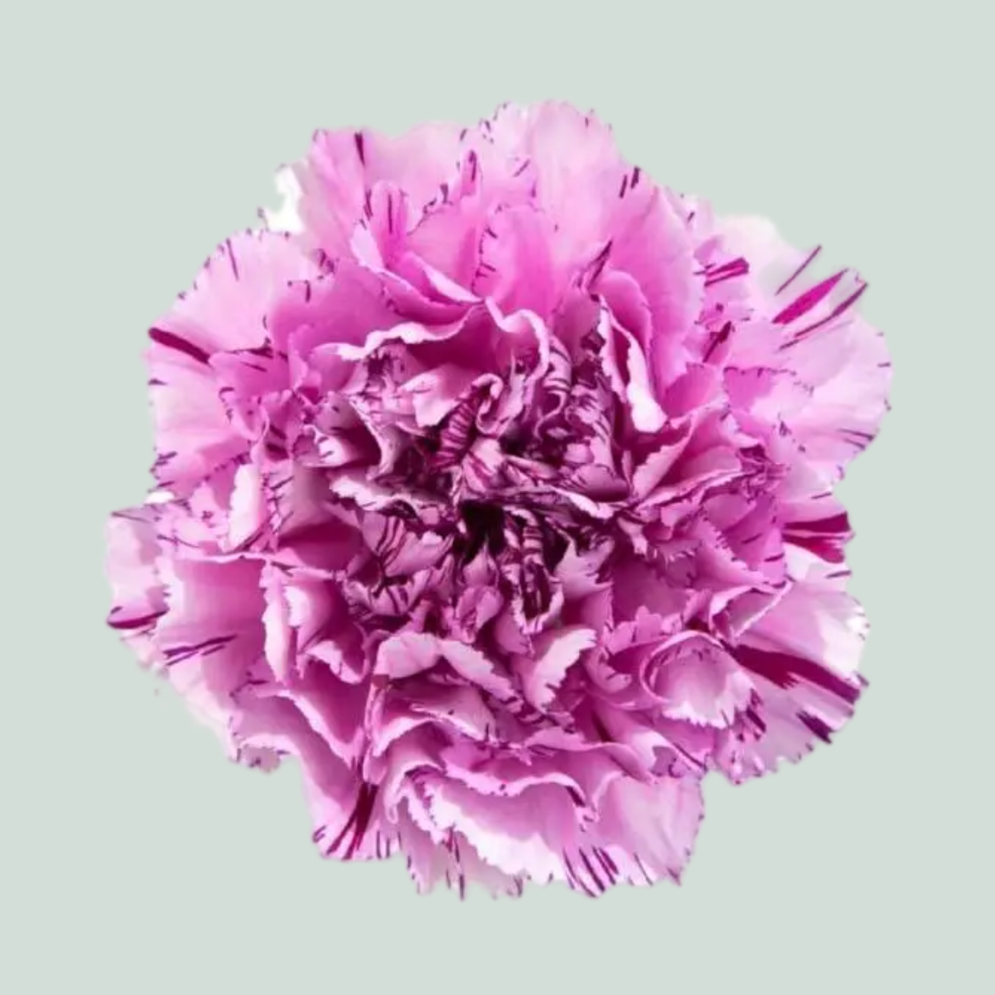 Carnation Standard Yukari Scuro (20 Stems)