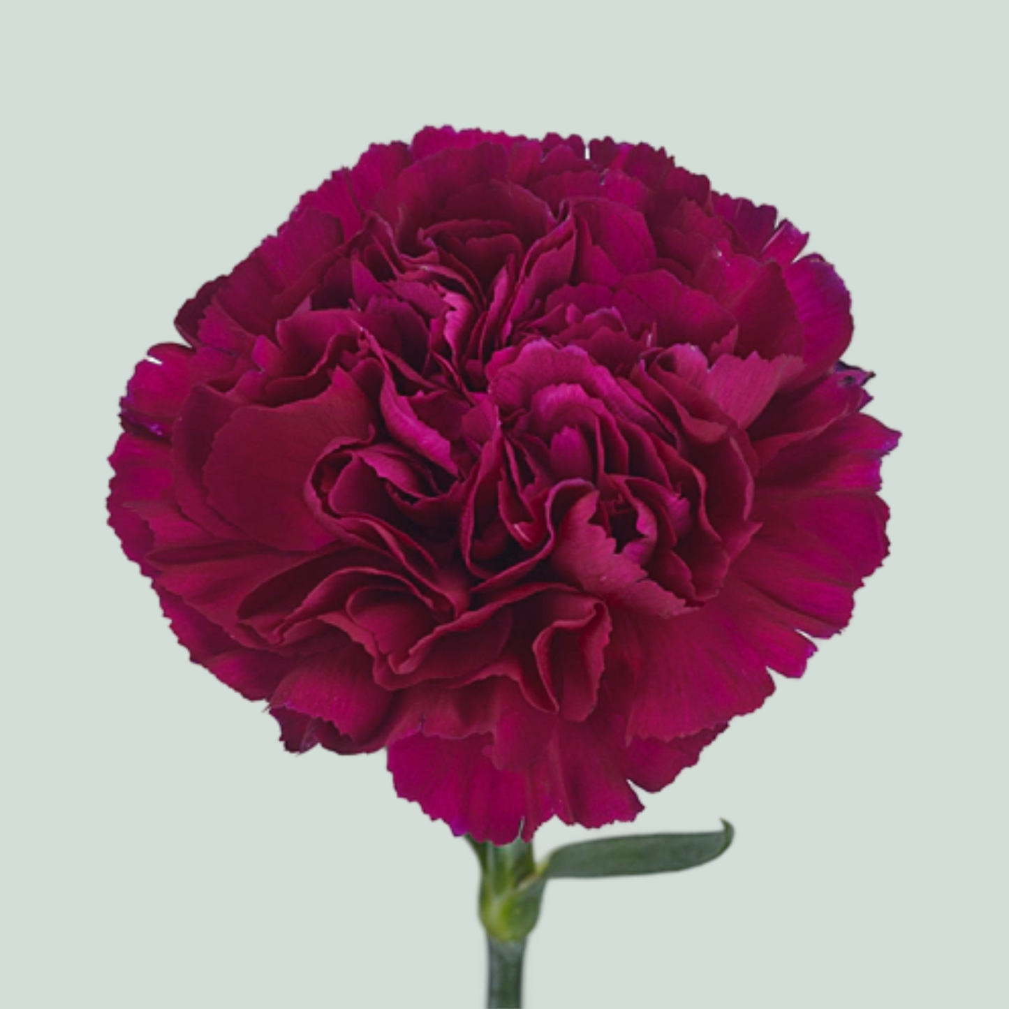 Carnation Standard Yukari Violet (20 Stems)