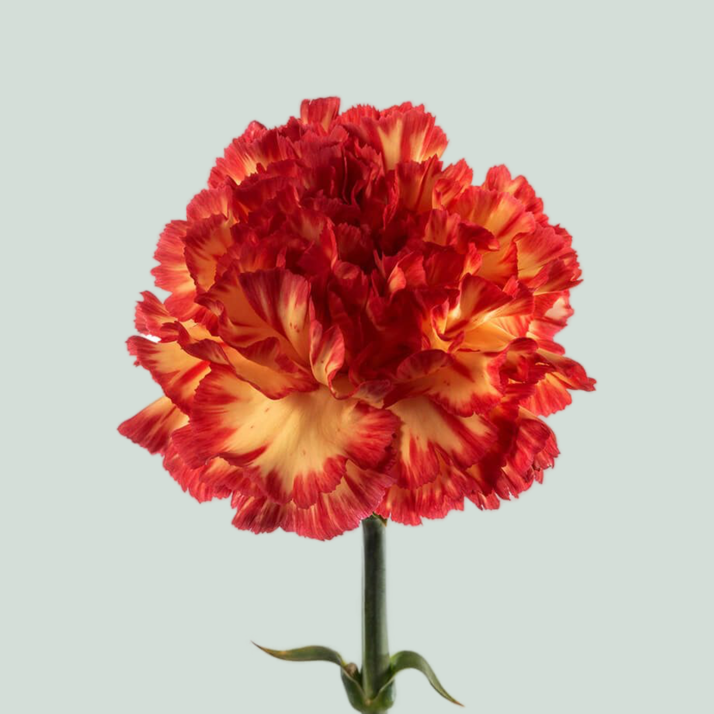 Carnation Standard Zenit (20 Stems)