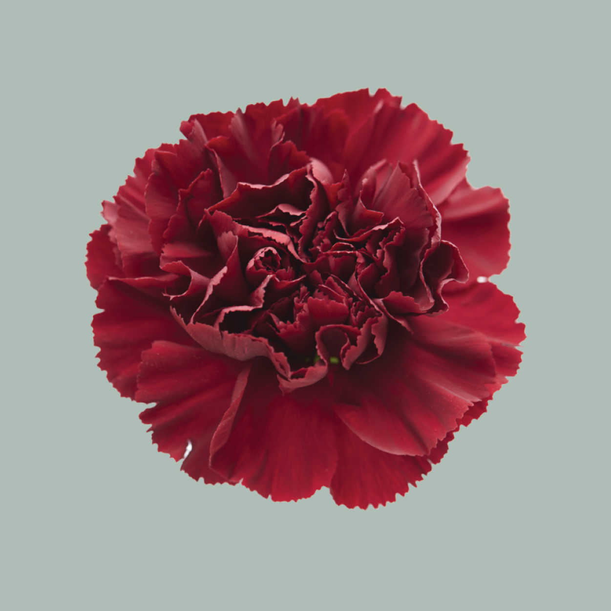 Carnation Standard Zurigo (20 Stems)