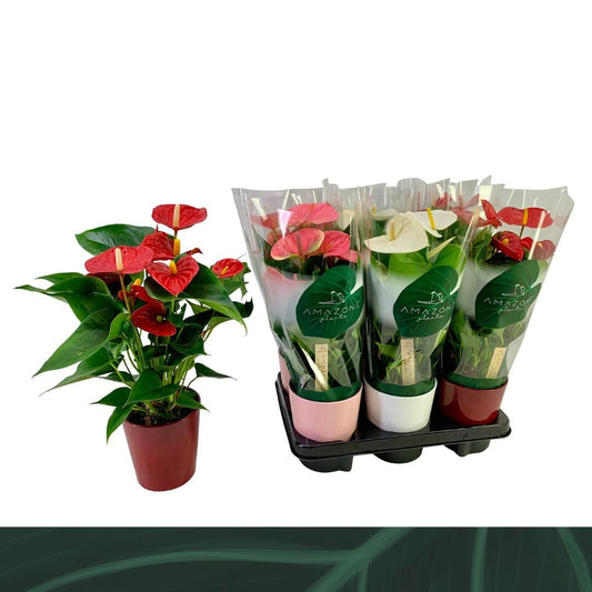 Anthurium An Gemengd 4kl Keramiek