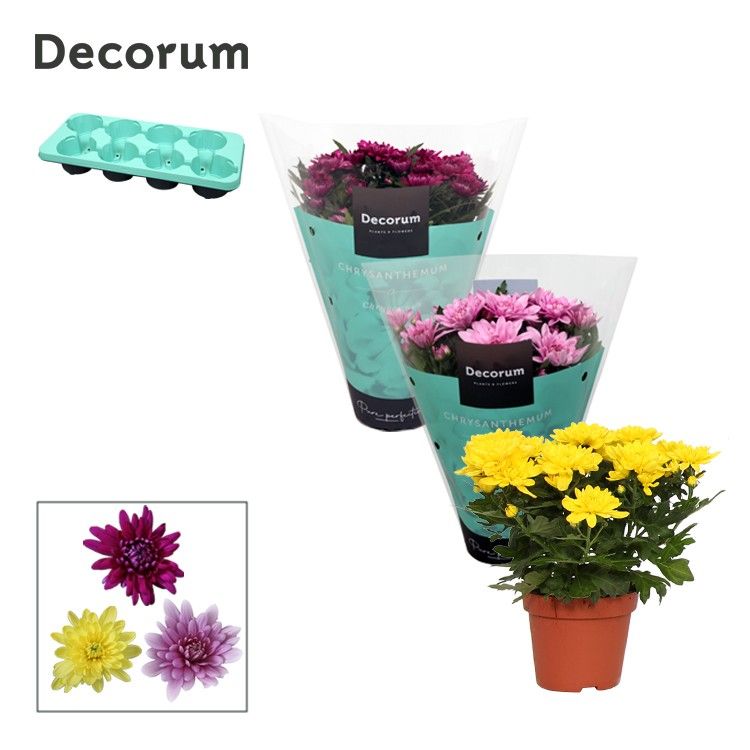 Chrysanthemum Grandezza Gemengd