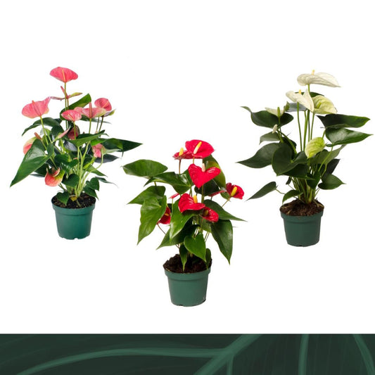 Anthurium An Gemengd 4kl