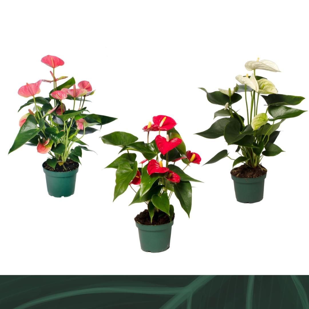 Anthurium An Gemengd 4kl