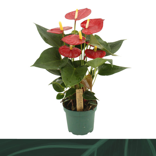 Anthurium An Aroha