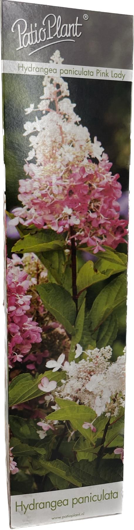 Hydrangea Paniculata Pink Lady