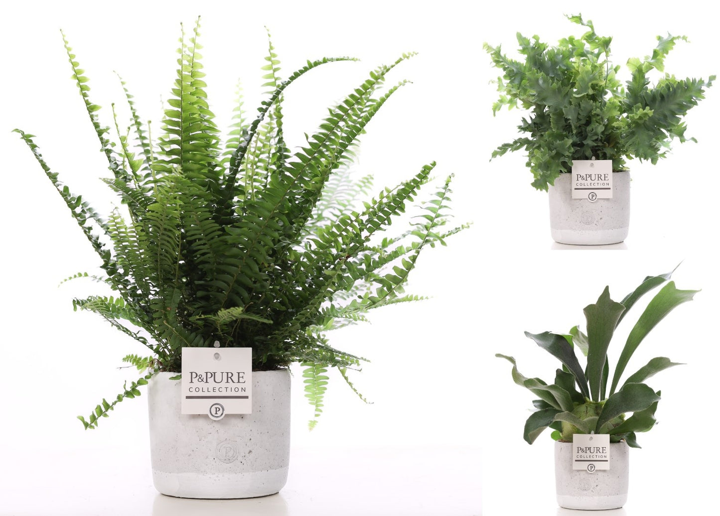 Nephr Gemengd Keramiek Jade