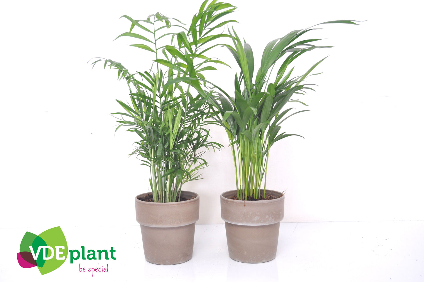 Ov Palmen Gemengd Keramiek Terracotta