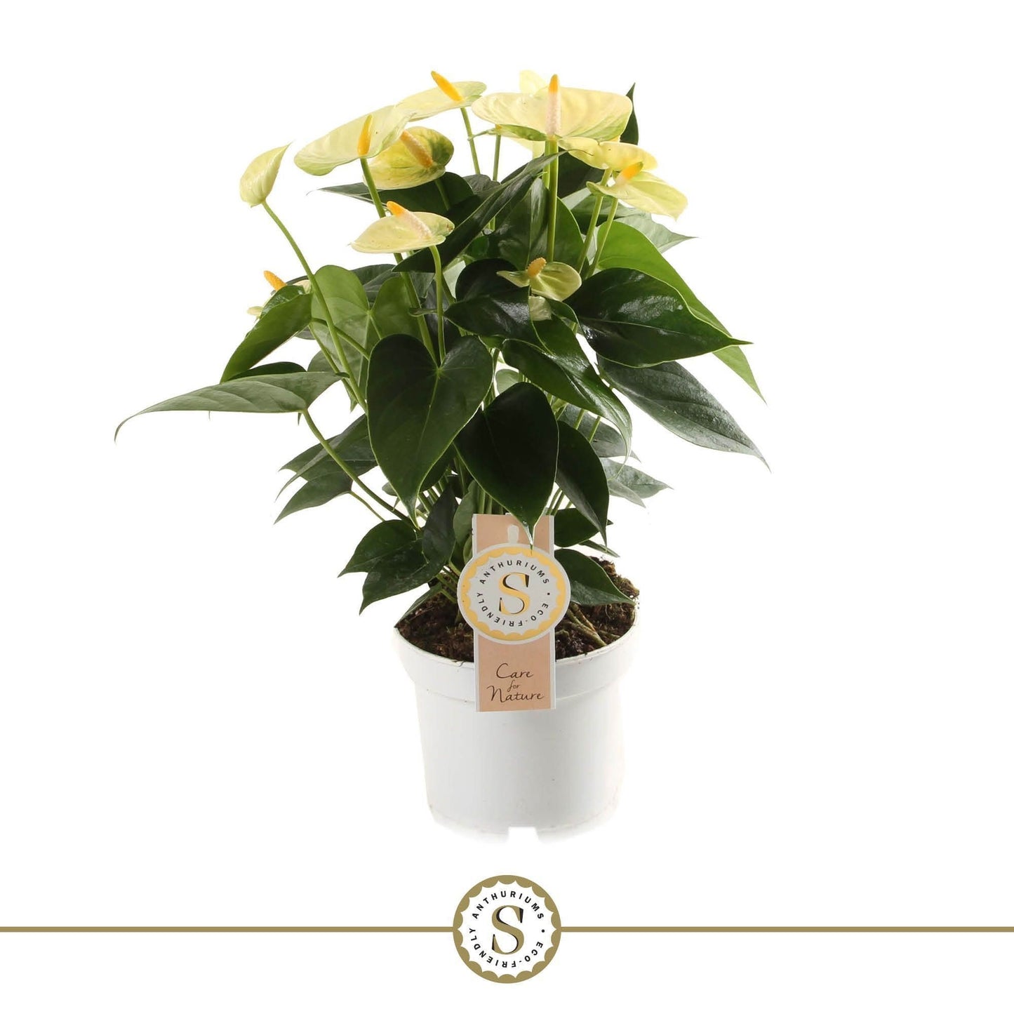 Anthurium St Yellow Champion