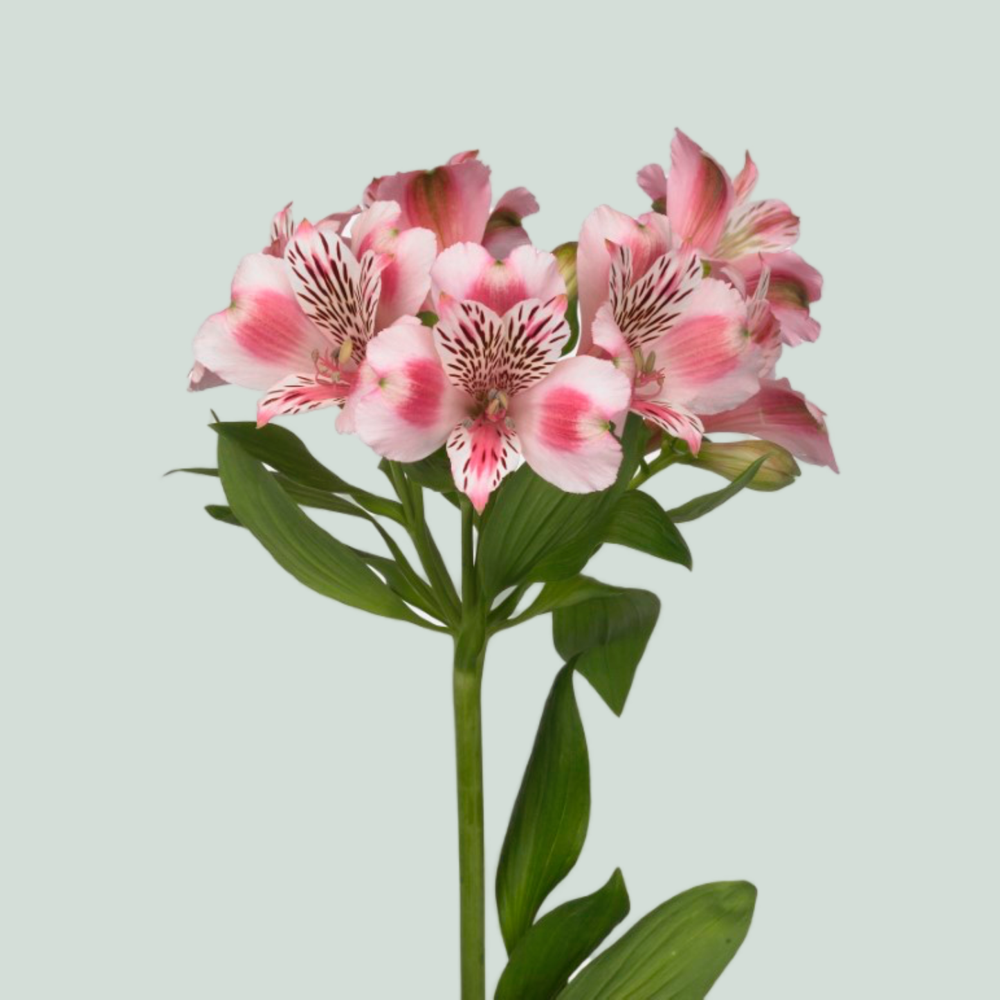 Alstroemeria Panorama (10 Stems)
