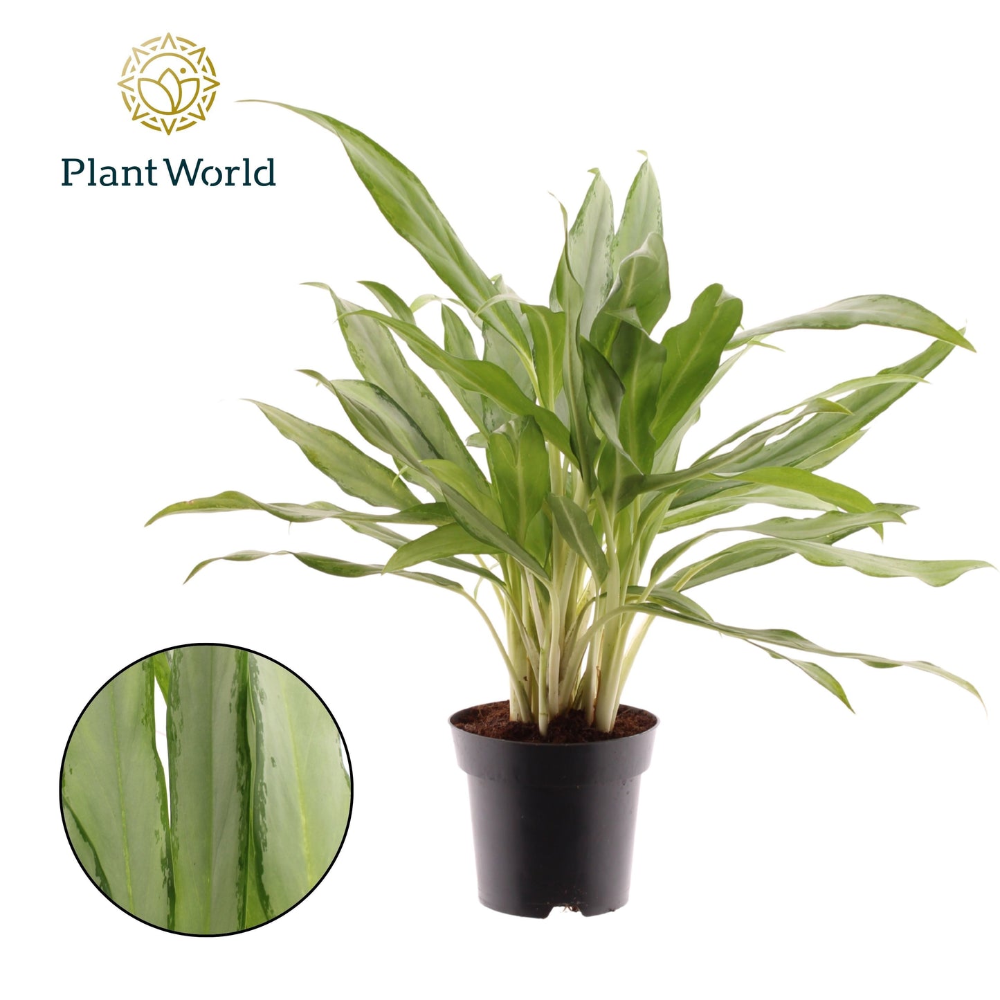 Aglaonema White Lance