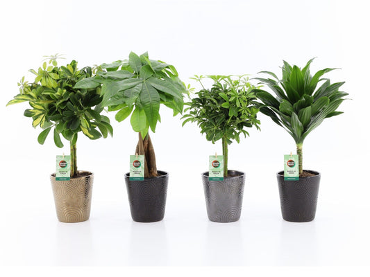 Ov Kamerplanten Gemengd Keramiek Infinity