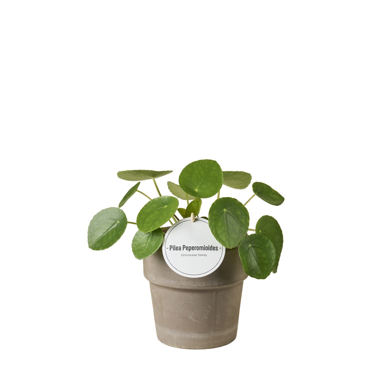 Pilea Peperomioides Terracotta Grijs