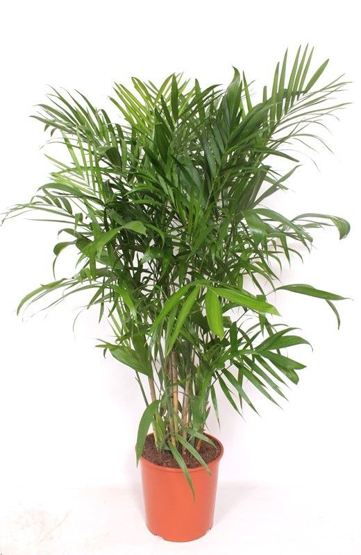 Chamaedorea Seifrizii