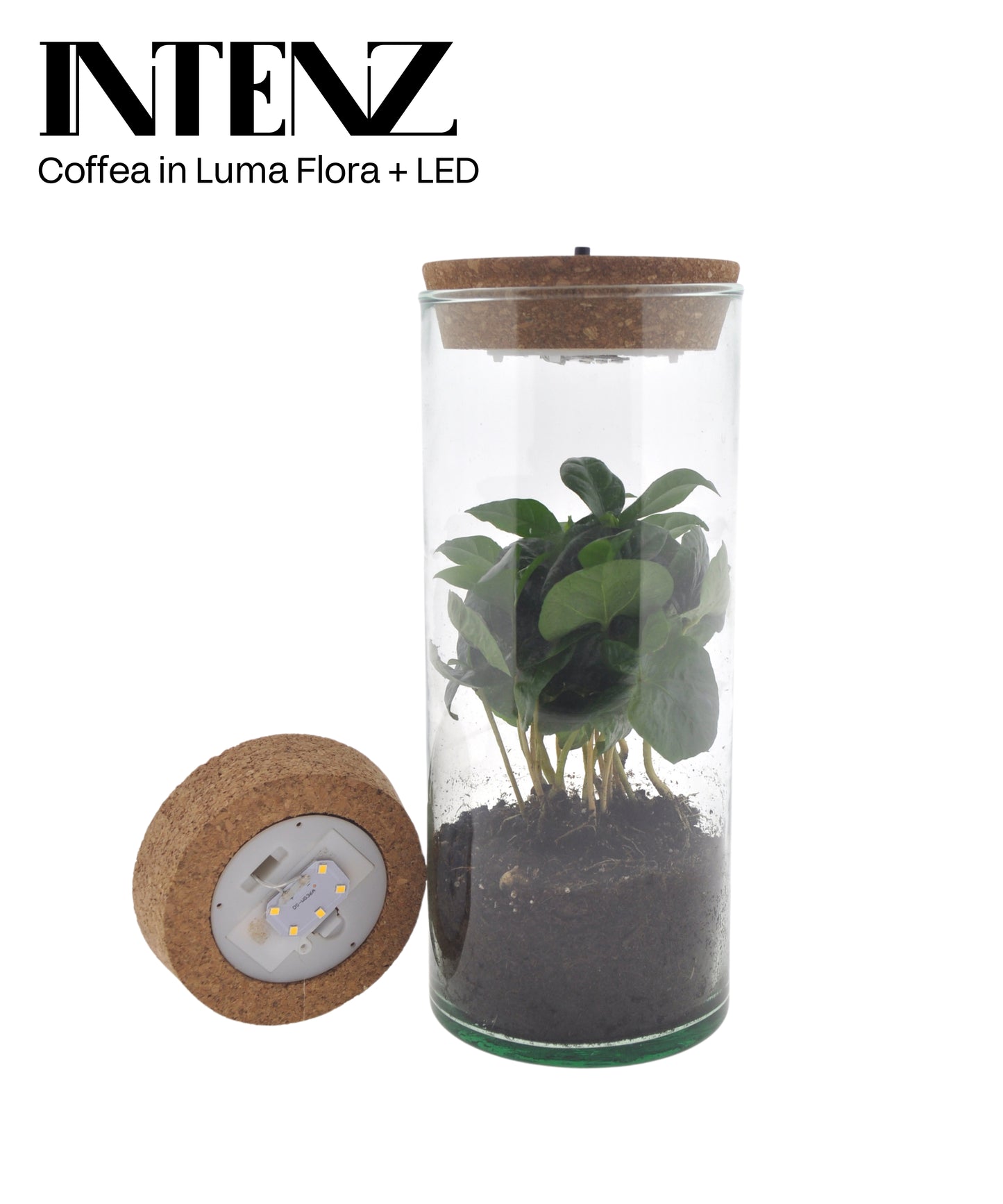 Opm Intenz Coffea Glas Luma Flora + Led