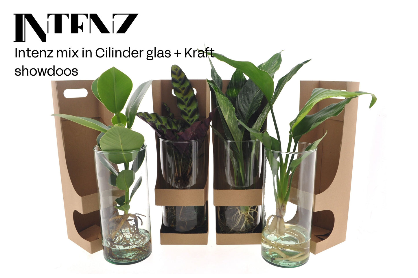 Opm Intenz Gemengd Glas Cilinder + Kraft Showdoos