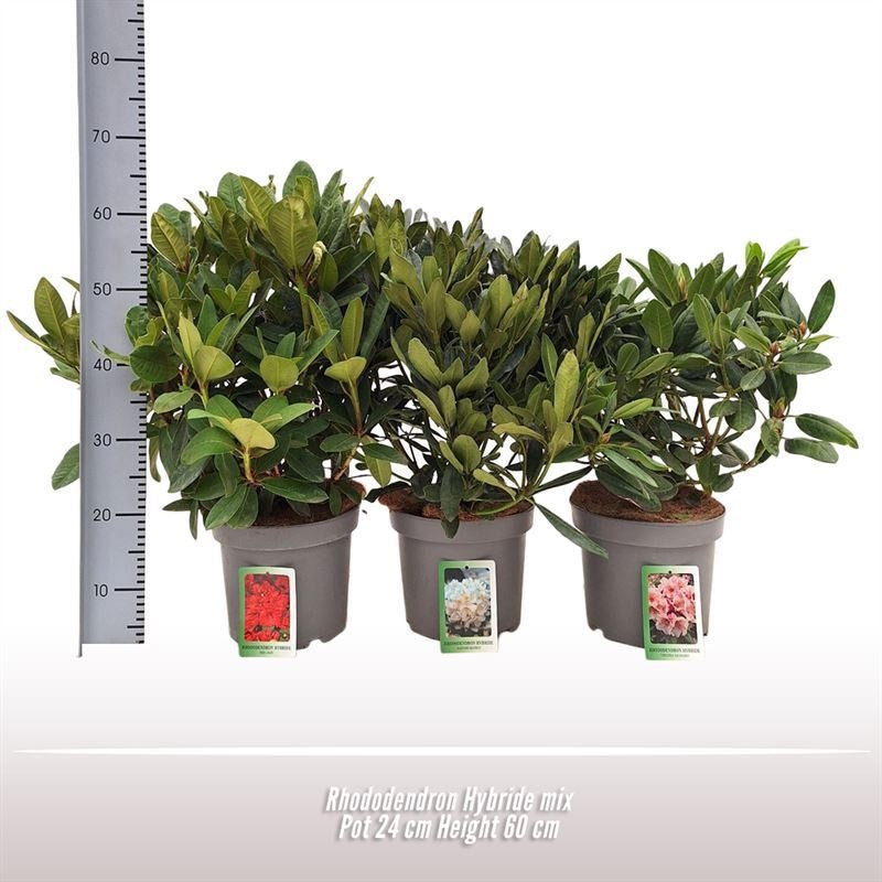 Rhododendron Gemengd