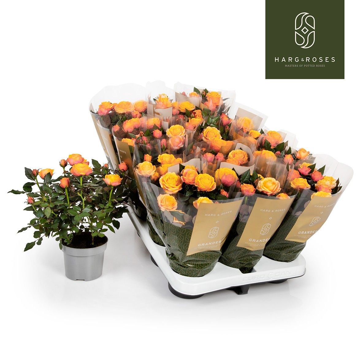 Rose Kordana Grande Firebird