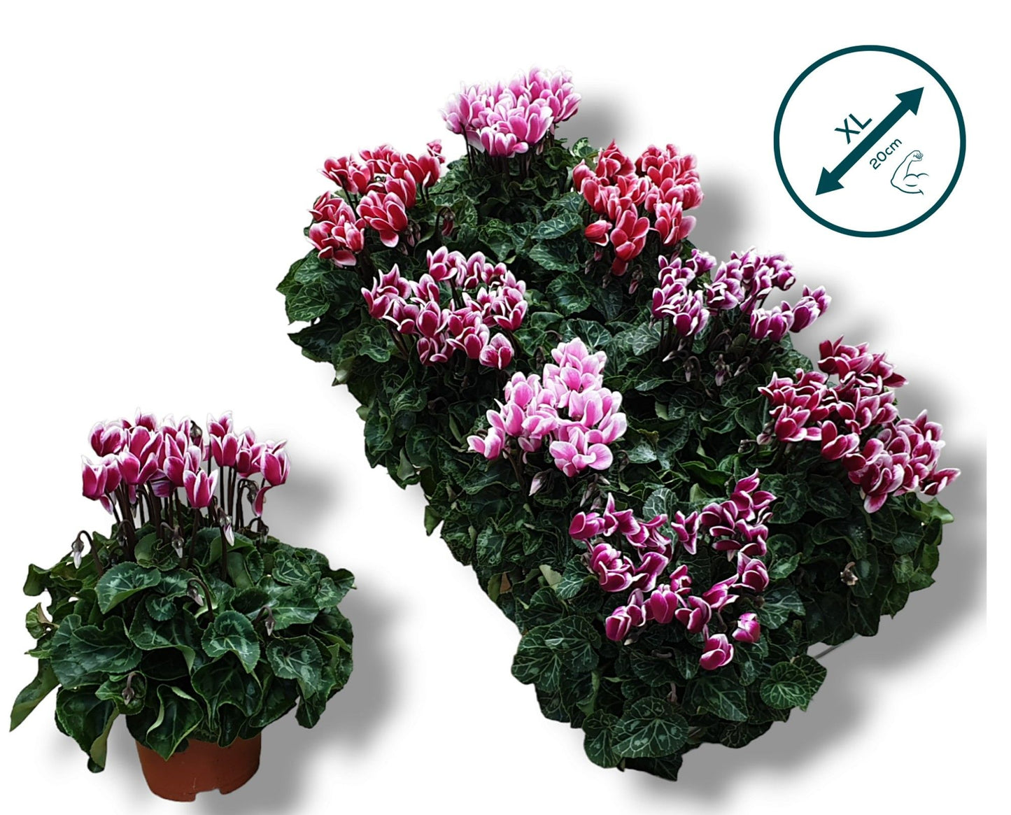 Cyclamen Per Ss Gemengd Fuji