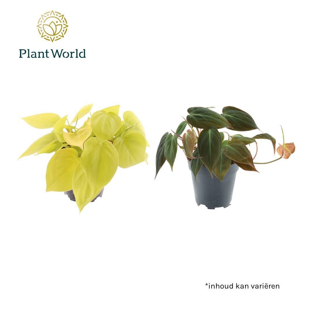 Phil Scandens Gemengd Micans