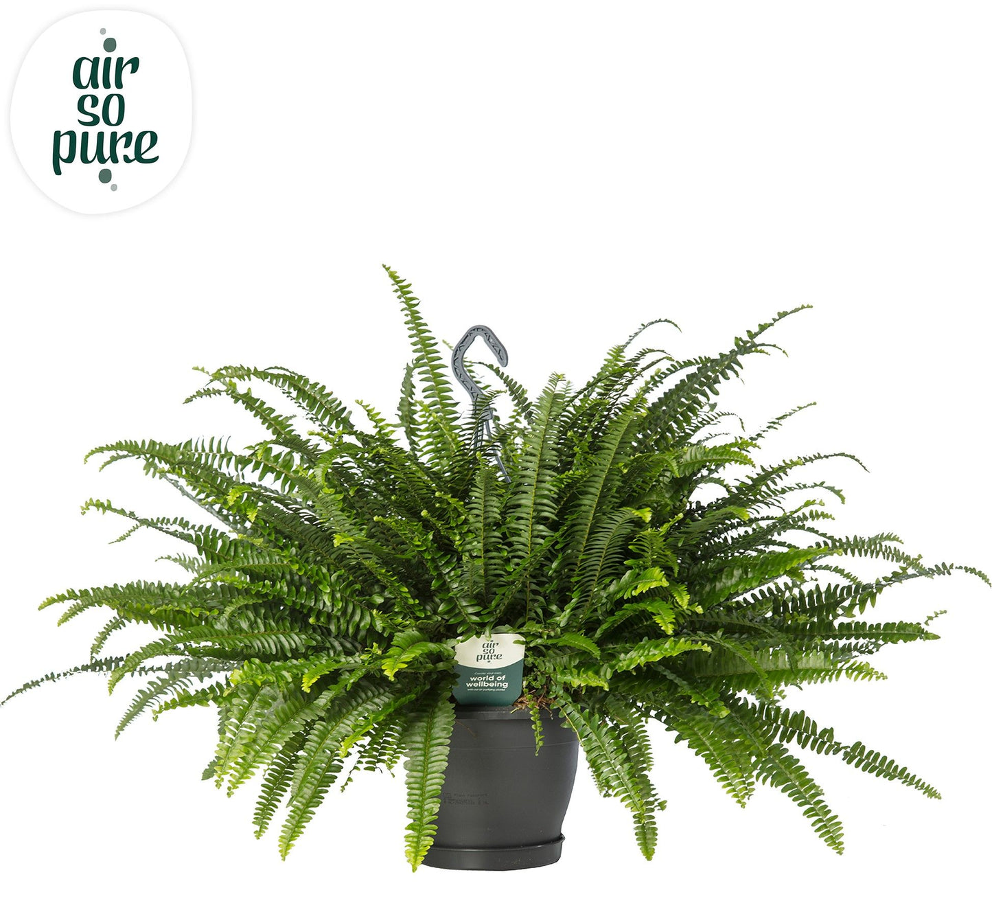 Nephrolepis Green Lady