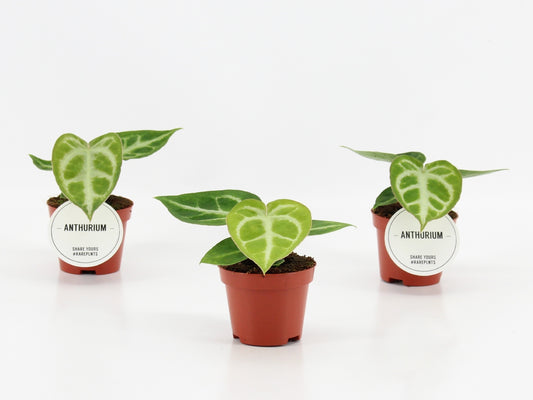 Anthurium Silver Blush