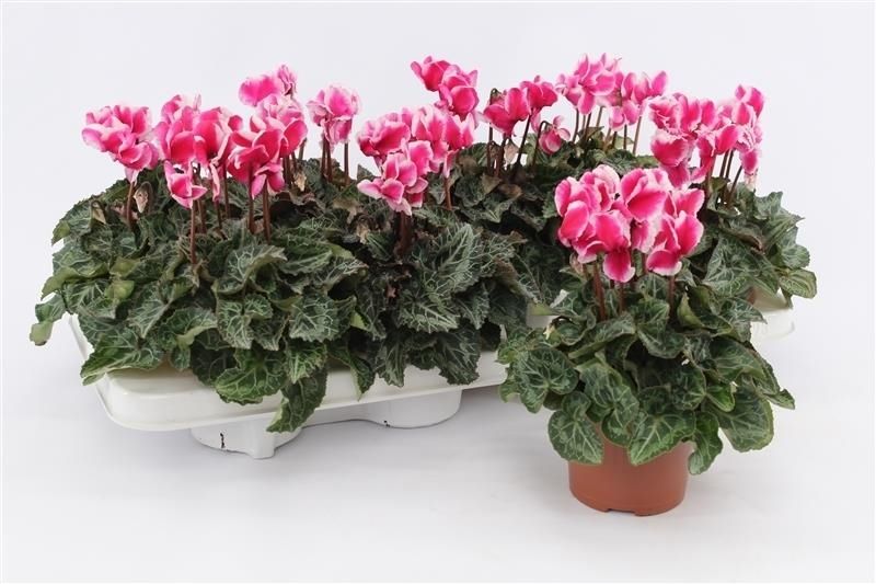 Cyclamen Per Abanico Magenta