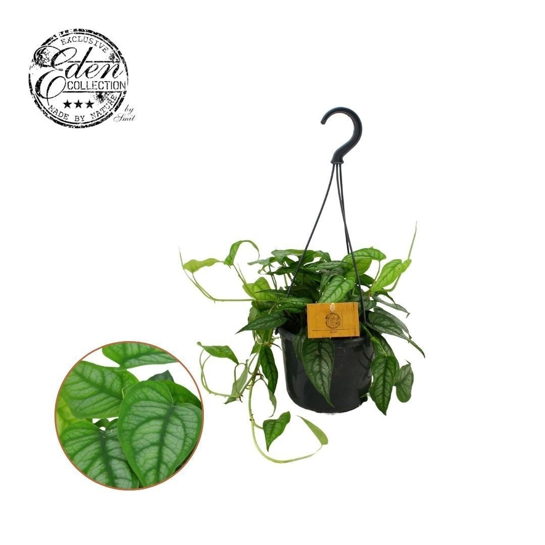 Monstera Siltepecana