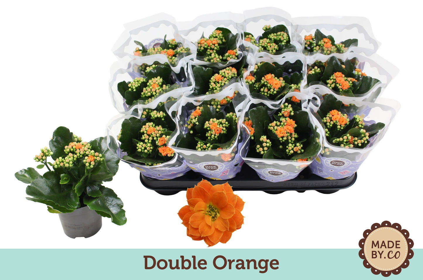 Kalanchoe Gev Oranje