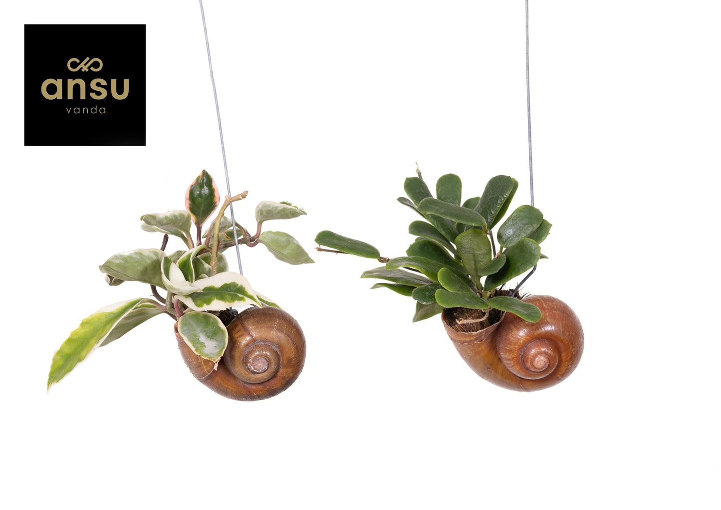 Hoya Shelly Hang (los)