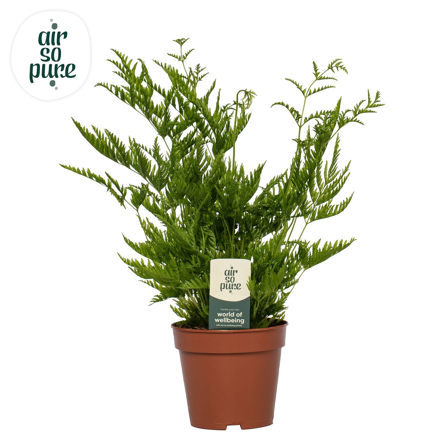 Pteris Straminea