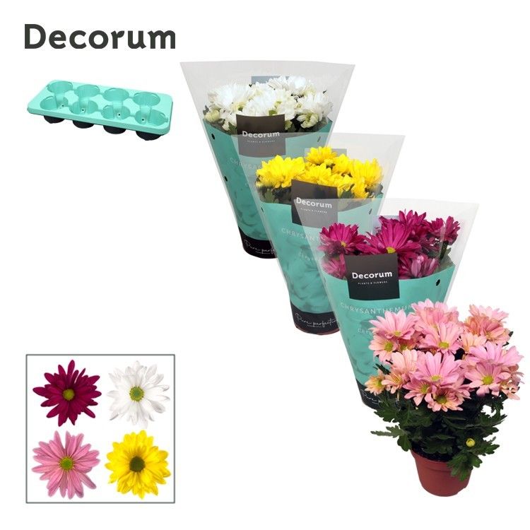 Chrysanthemum Chrysanne Margarita Gemengd